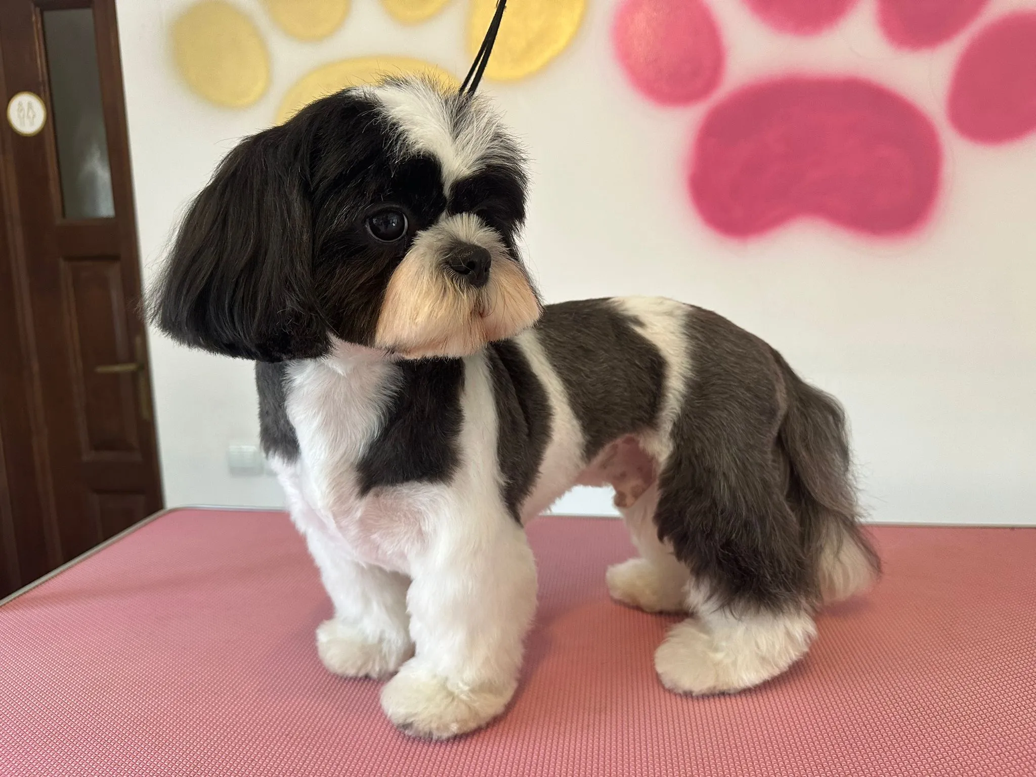 Shih Tzu - După