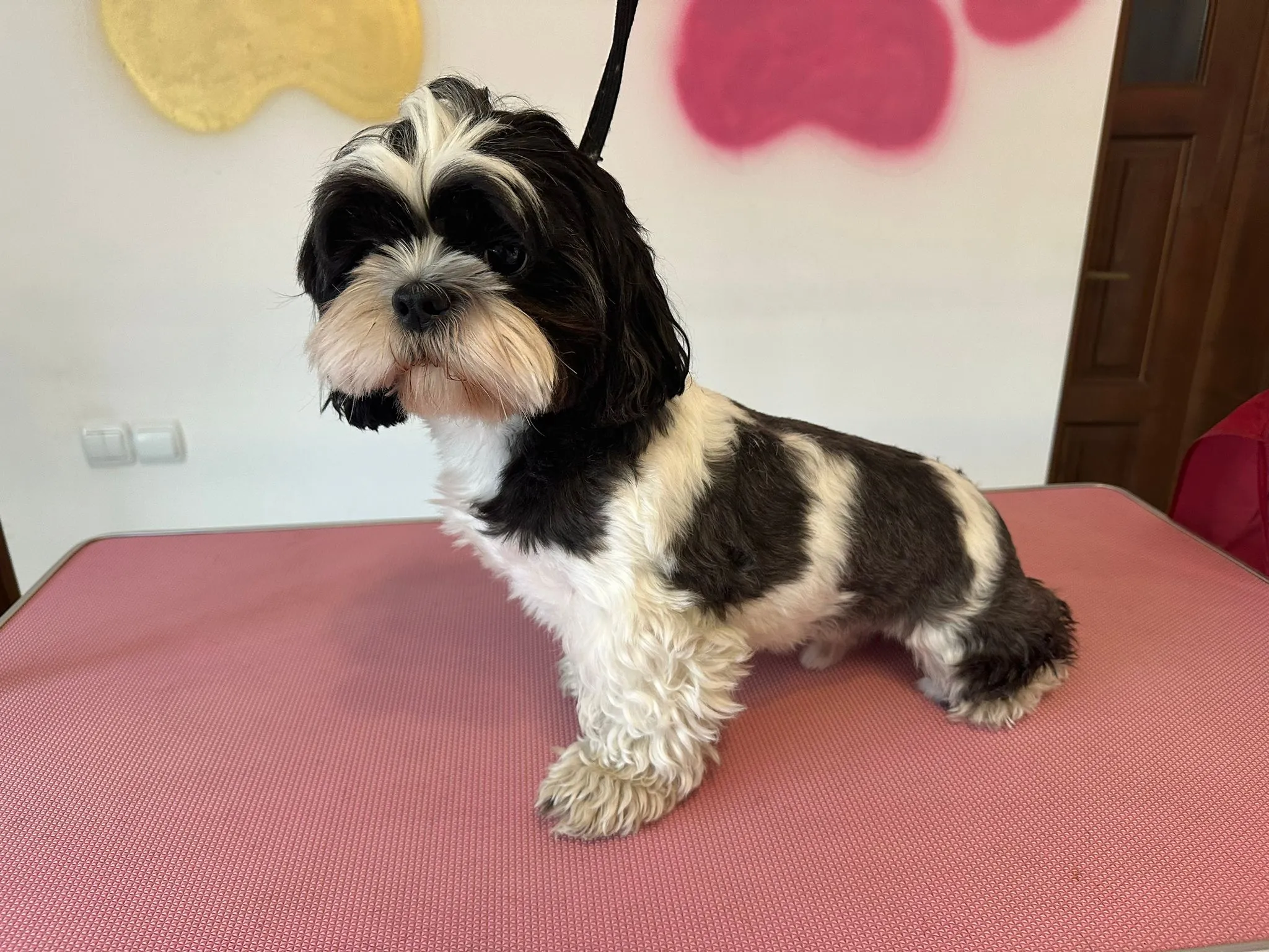 Shih Tzu - Înainte